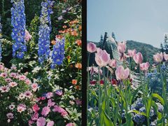 -深圳仙湖植物园