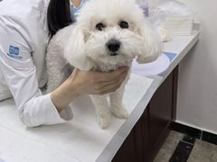 -美联众合动物医院·24h转诊中心