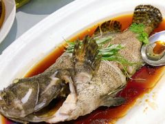 清蒸东星斑-新花城蟹粉馆(乌鲁木齐店)