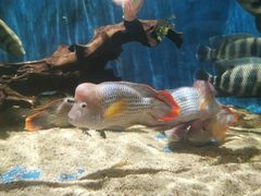-沙沙哗啦海洋馆(华宇百花谷店)