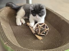-御宝贝·A梦猫科宠物医院(国际猫友好医院)
