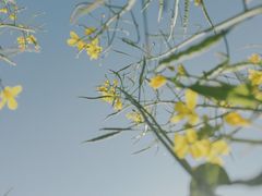 -福建土楼（华安）旅游区•大地土楼群