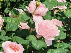 -奉浦四季生态园