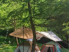 -武陵山森林公园