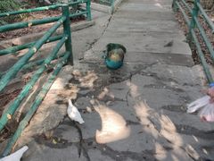 -紫马岭公园