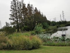 -上海长兴岛郊野公园