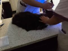-宠爱国际动物医院·消化内科·心肾内科·ISFM猫友好(望京店)