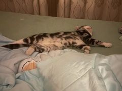 -派多格宠物·购宠(靛厂路店)