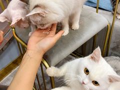 -BABIT巴比特宠物(MOMOPARK店)