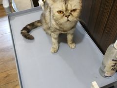 -more than meow吴止猫主题餐厅(承德 中船汇店)