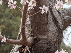 -桃花堤公园