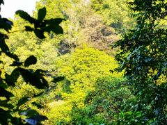 -黄埔油麻山森林公园