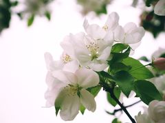 -海棠花溪(元大都城垣遗址公园)