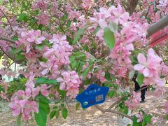 -海棠花溪(元大都城垣遗址公园)