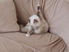 -怪兽屋·羊驼·猫咖·狗咖(俊华广场店)