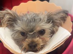 -伟伟宠物医院·CT影像中心·瑞派犬猫综合性门诊(汉口总院)