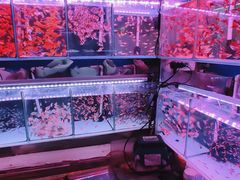 -花鸟鱼虫鲜花绿植市场(玉泉路店)
