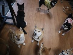 -柴犬高等学院·狗咖·柴犬售卖·宠物训练
