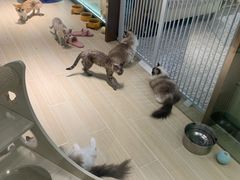 -momokira米努特·德文卷毛猫·棉花面纱犬