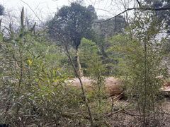 -天目山大树王景区