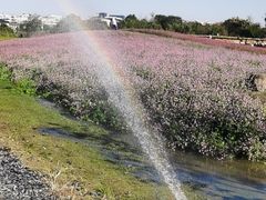 -径山花海