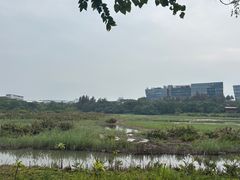 -华侨城湿地公园