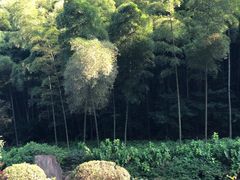 -杭州半山国家森林公园