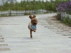 -超宠爱宠物摄影-Super pet