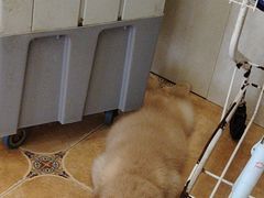 -Let's go狗咖·猫咖·奶狗·桌游(春熙路IFS店)