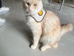 -豆逗聊愈猫阁Easy Life