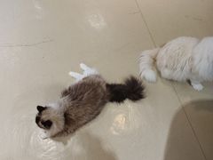 -藏猫猫咖啡主题馆(中央大道店)