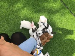 -萌宠亲子动物乐园(槐房万达店)