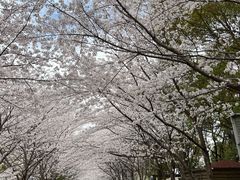 -高东镇樱花园