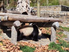 -卧龙中华大熊猫苑神树坪基地