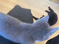 -有喵·猫咖·狗咖·30几只猫10只小狗(岗厦店)