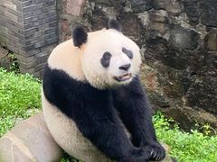 -都江堰中华大熊猫苑