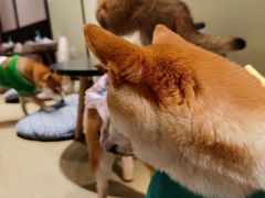 -逗柴咖啡屋·狗咖猫咖宠物桌游