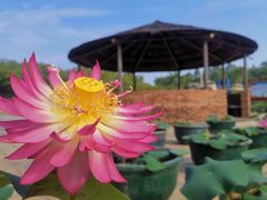 -广州莲花山旅游区