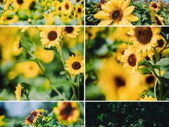 -上海辰山植物园