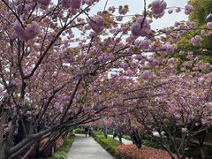 -高东镇樱花园