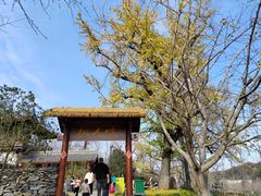 -千年银杏谷文化旅游区