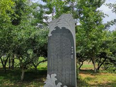 -千年银杏谷文化旅游区