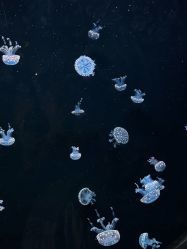 -Zoolung Zoolung动物主题公园(海信广场店)