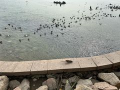 -深圳湾公园(南山区)