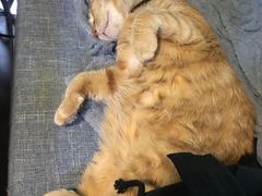 -李小姐の猫咖啡馆(五角场店)
