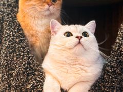 -猫大福·Fortune Cat猫舍(百子湾店)