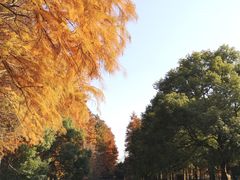 -上海共青森林公园