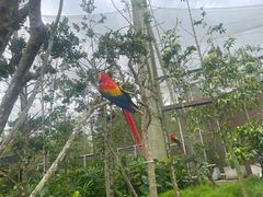 -新加坡飞禽公园