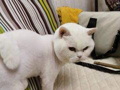 -萌兽医馆·眼科·异宠专科(三里屯店)
