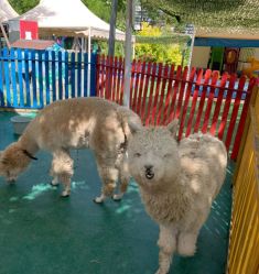 -萌宠亲子动物乐园(槐房万达店)